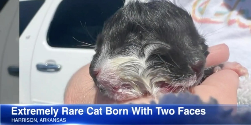 Kitten born with two heads