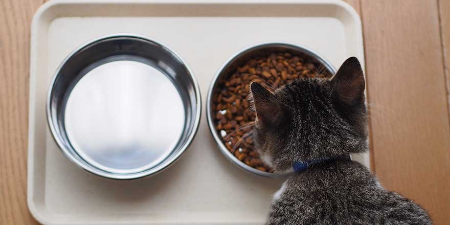 Kitten eating cat food