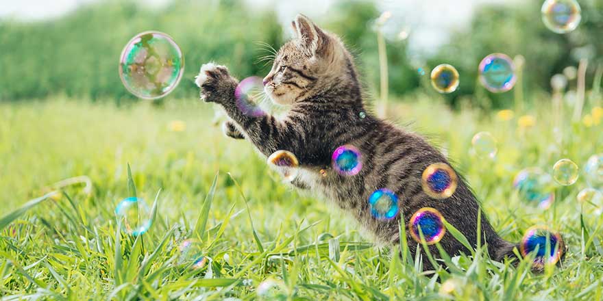 Kitten playing with soap bubbles on green field in summer, side view