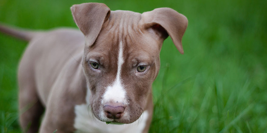 Little puppy of Pitbull red nose, brown and white
