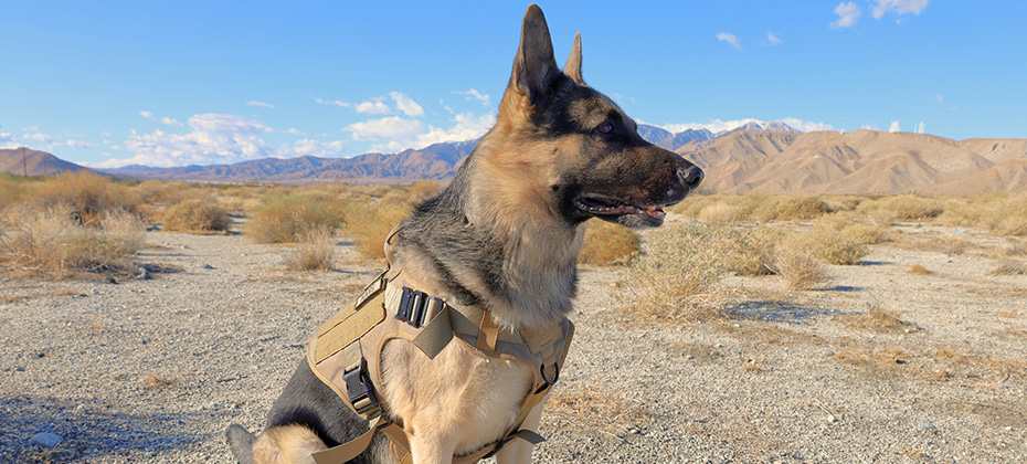 Male German Shepherd dog sitting in the desert outside Palm Springs wearing a K9 tactical dog vest