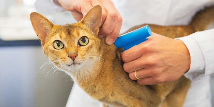 Microchip implant for cat by Veterinarian