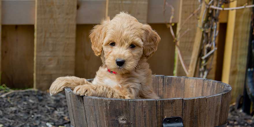 Mini Goldendoodle puppy showing cuteness. 