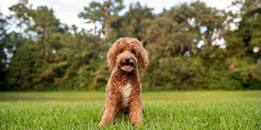 Mini goldendoodle, golden doodle puppy on green grass