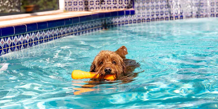 Miniature goldendoodle dog swimming in a salt water pool.