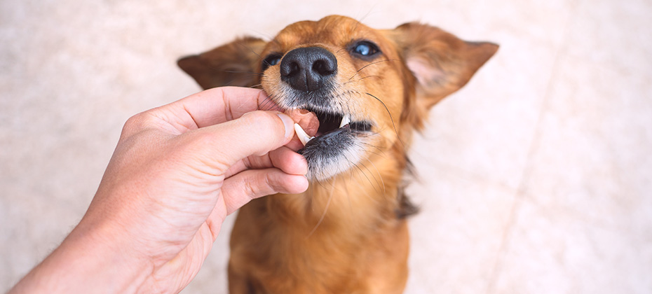 Owner giving snack or prize to dog.