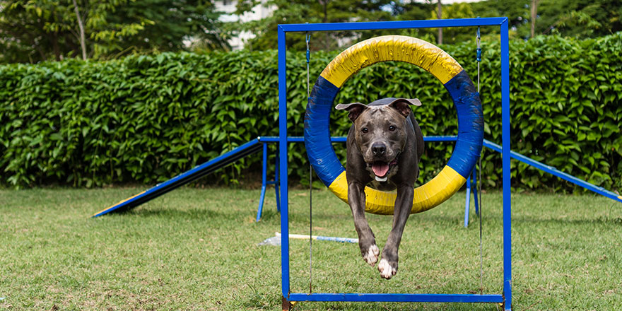Pit bull dog jumping the obstacles while practicing agility and playing in the dog park. 