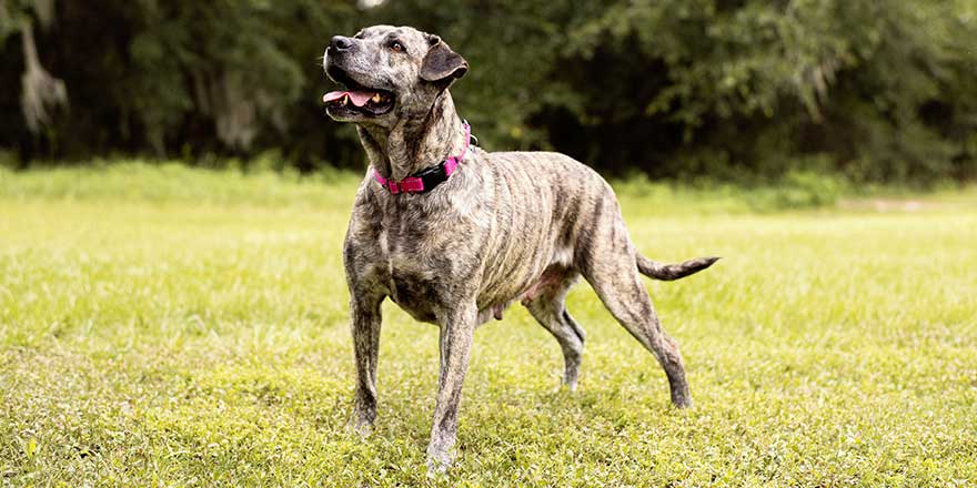 Pitbull mix dog enjoying a sunny day at the park