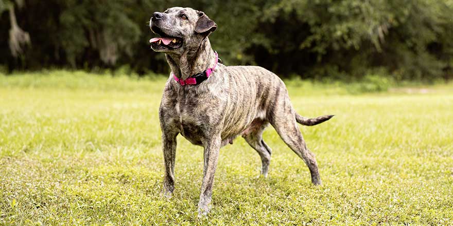 Pitbull mix dog enjoying a sunny day at the park