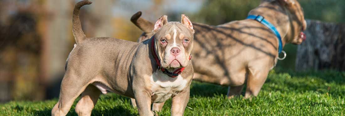 Pocket-Pitbull-Breed-Information-&-Facts