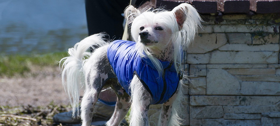 Portrait of a white with gray spots  dog in a blue vest on green grass on a sunny day