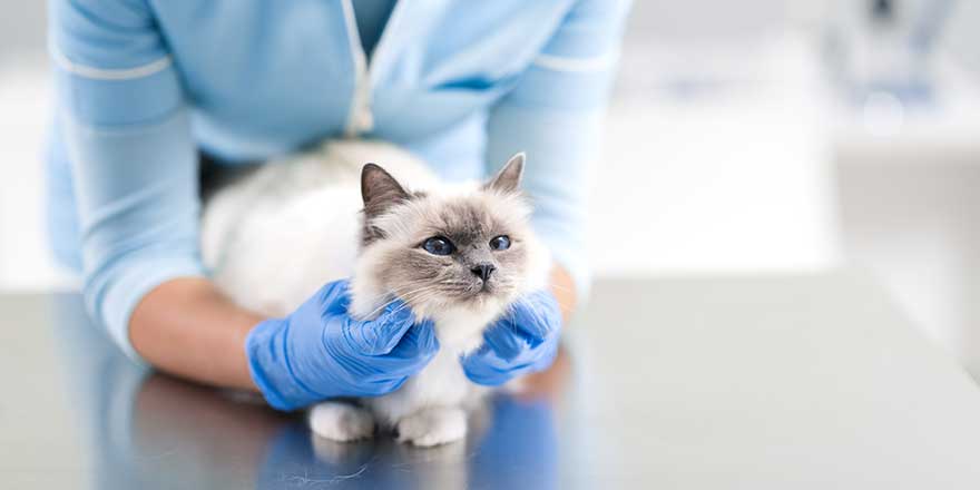 Professional female vet examining and cuddling a pet on the examination table, veterinary clinic concept