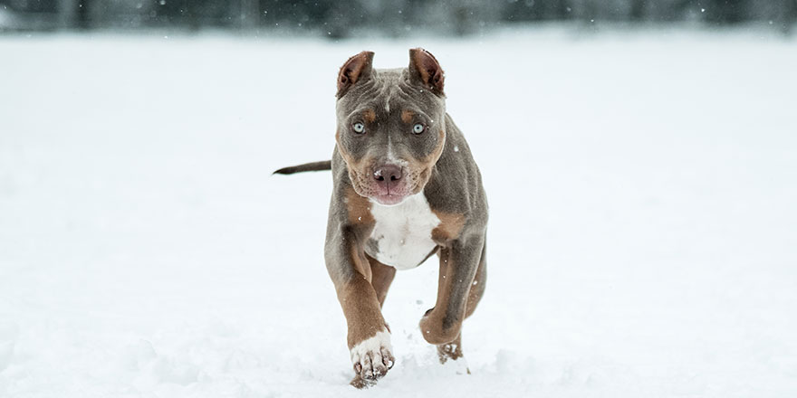 Puppy Pitbull American Bully