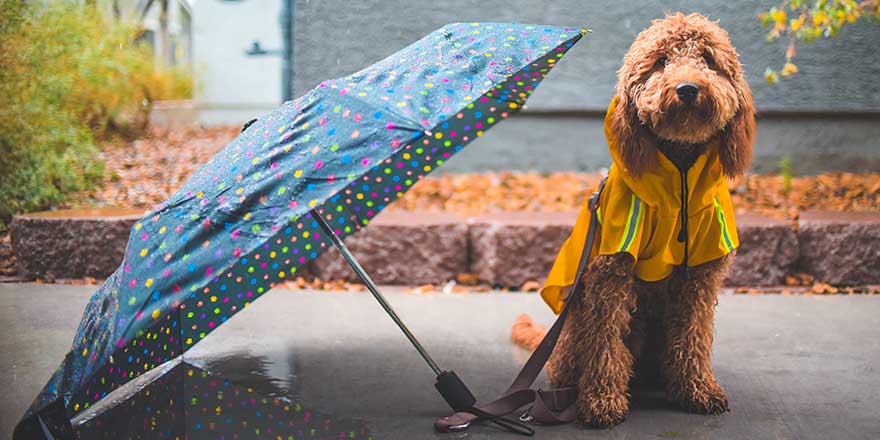 A Goldendoodle in a yellow raincoat, next to the umbrella, looking at the camera on a sidewalk. 