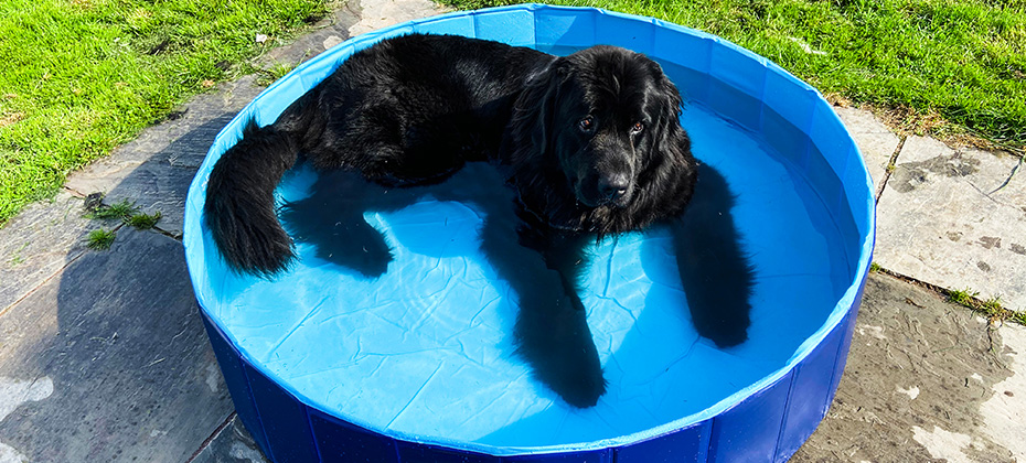 Purebred black newfoundland dog lies in a small swimming pool oustide