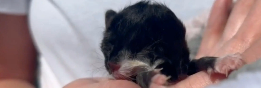 Rare-Janus-Kitten-Born-in-Arkansas-Turns-Heads-with-its-Two-Faces