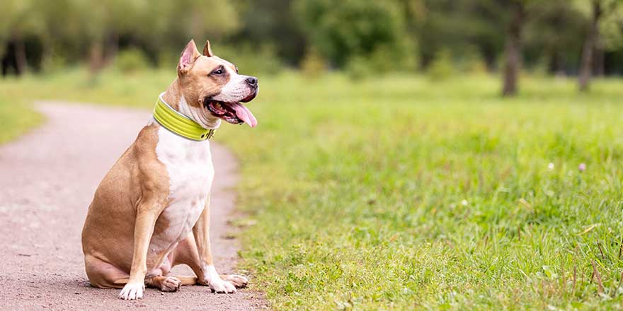 Red and white american staffordshire terrier with cropped ears walks outdoor at summer