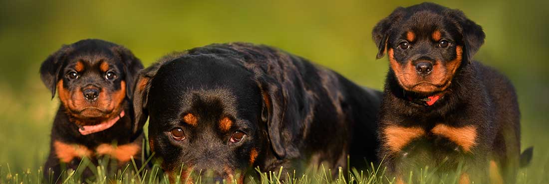 Rottweiler vs Pitbull