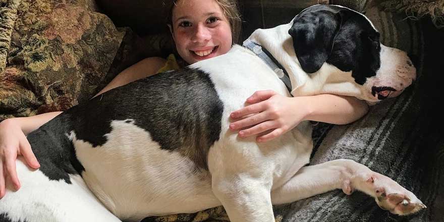 Saint Pitbull lies in the girl's arms