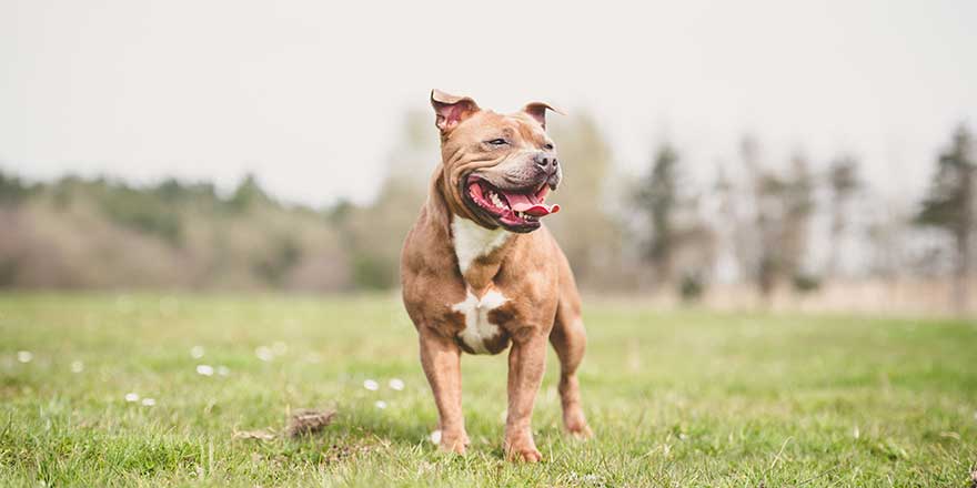 Staffordshire Bull Terrier