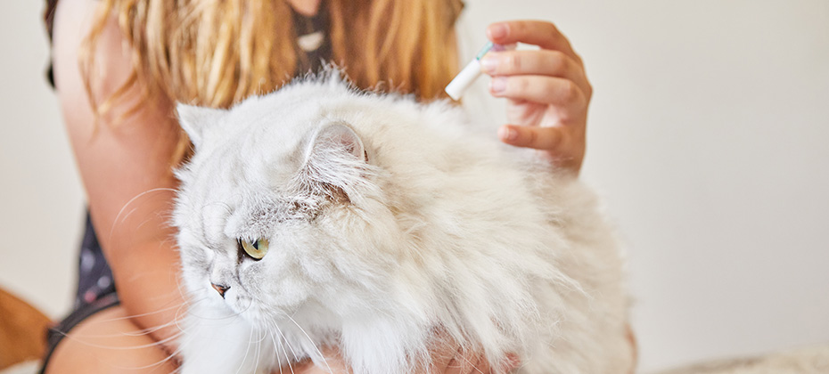 Teenage girl dripping liquid against fleas British long-haired white cat