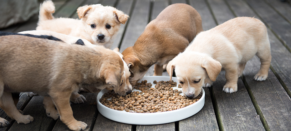 Terrier Mix Puppies Eating from Communal Bowl Outside on Wooden Deck