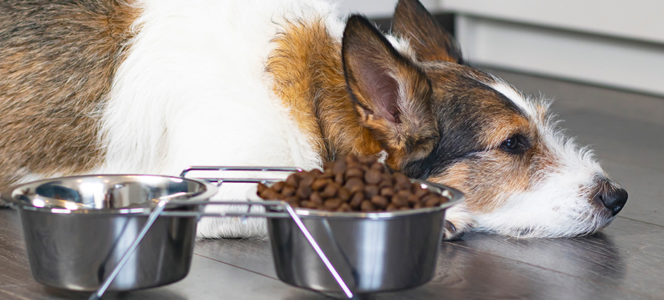 The brown-white dog lies on the wooden floor with water and dry food bowls.