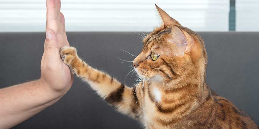 The cute Bengal cat gives a high-five paw to the owner with love. Selective focus