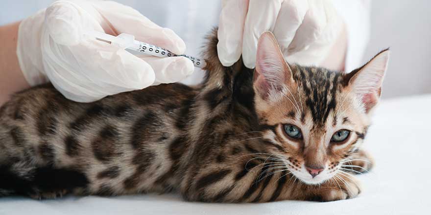 The kitten is on the table in front of the vet. 