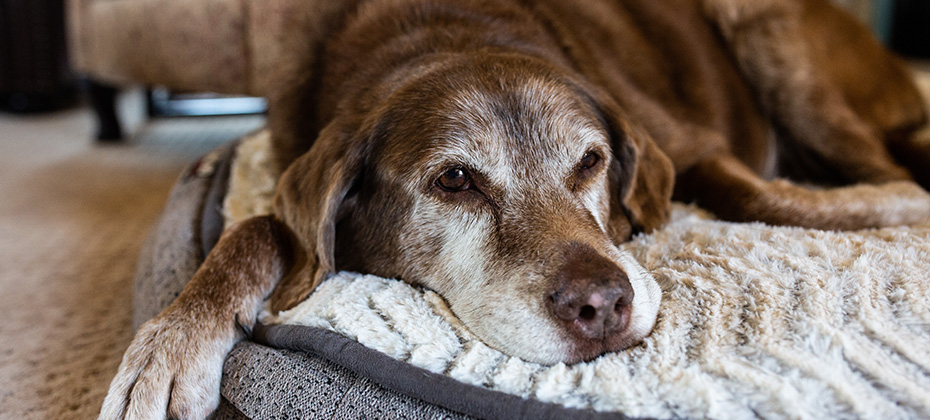 The old brown dog is lying in the living room on a dog bed.