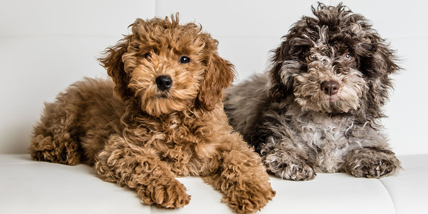 Two Goldendoodle puppies on a white leather sofa