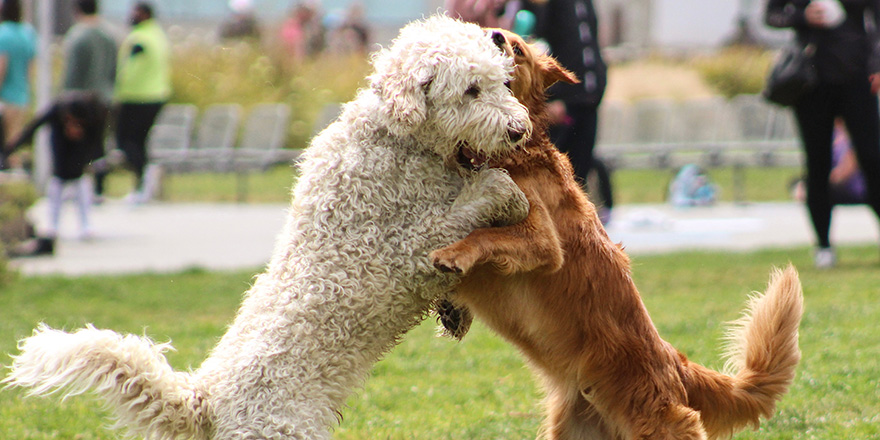 Two dogs play fighting in the park. One is a golden retriever and the other is a golden doodle