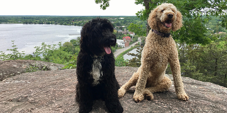 Two golden doodles are posing on a rock overlooking a beautiful lake. This was taken in Ontario