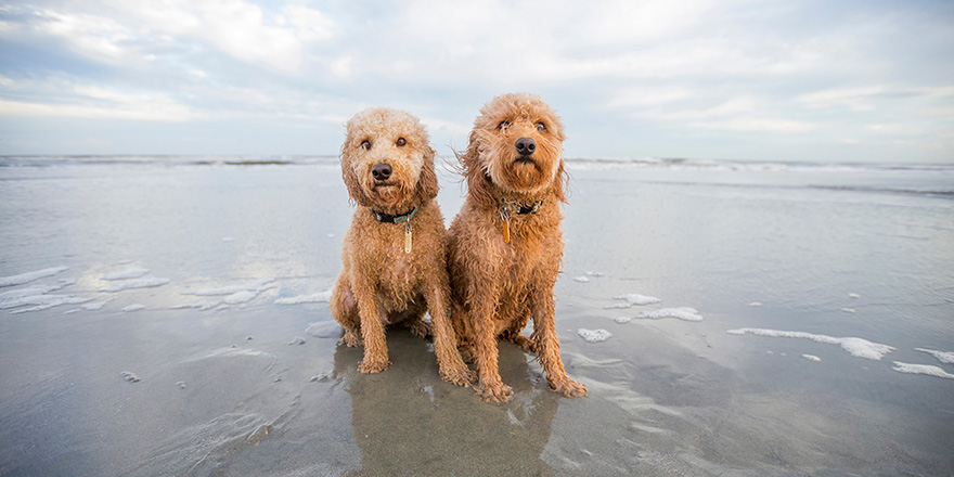 Two tan Goldendoodle wet dogs sitting in sand at ocean with waves on beach with blue and cloudy sky