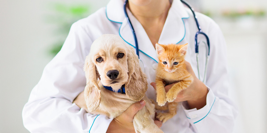 Vet examining dog and cat. 