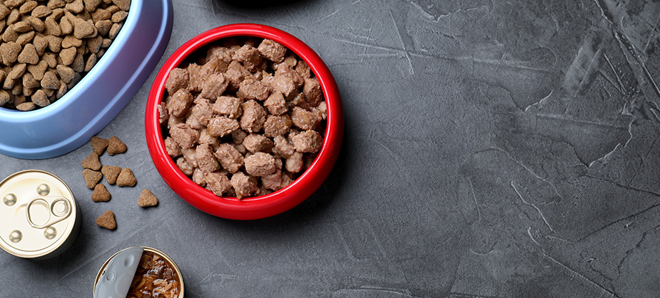 Wet and dry pet food on grey table