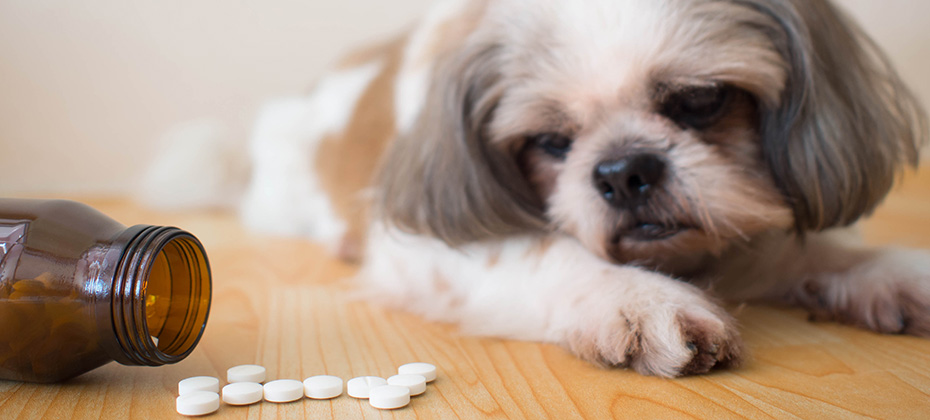 White medicine pills spilling out of bottle on wooden floor with blurred cute Shih tzu dog backgroundWhite medicine pills spilling out of bottle on wooden floor with blurred cute Shih tzu dog background