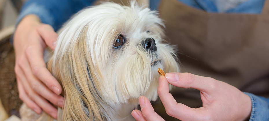 Woman offering tablet to dog