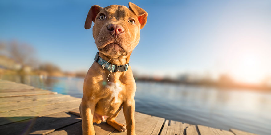 Yellow terrier puppy on vacation