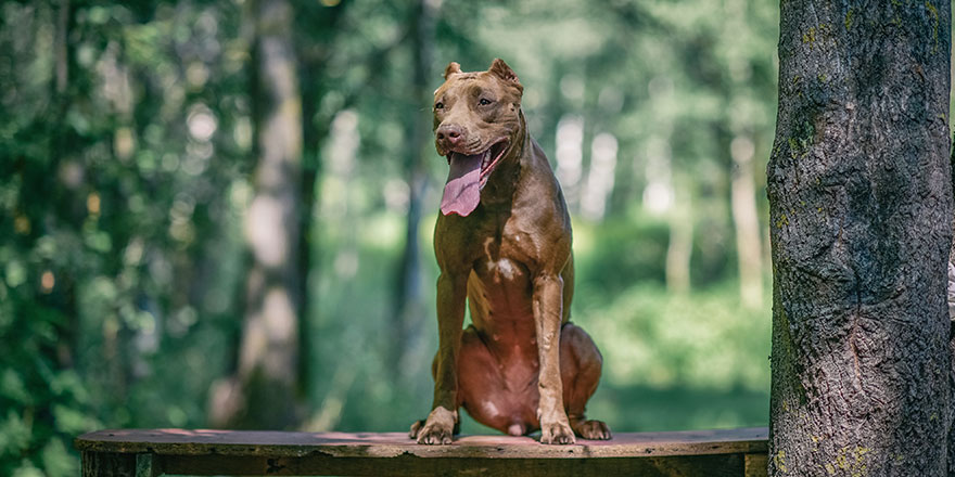 Young handsome pit bull terrier in the summer forest.
