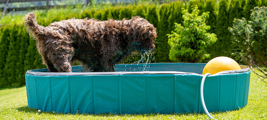 a brown dog is playing with water and toys in a dog pool on a hot summer day
