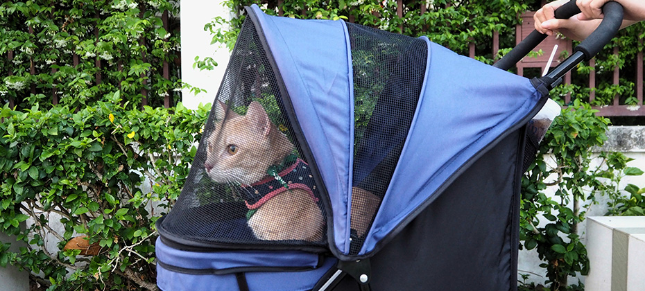 a cute bright orange cat wearing cat harness inside pet stroller when travel with owner at park
