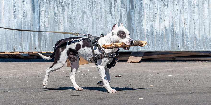 a spotted black and white pit bull in a leather harness with a stick in his teeth