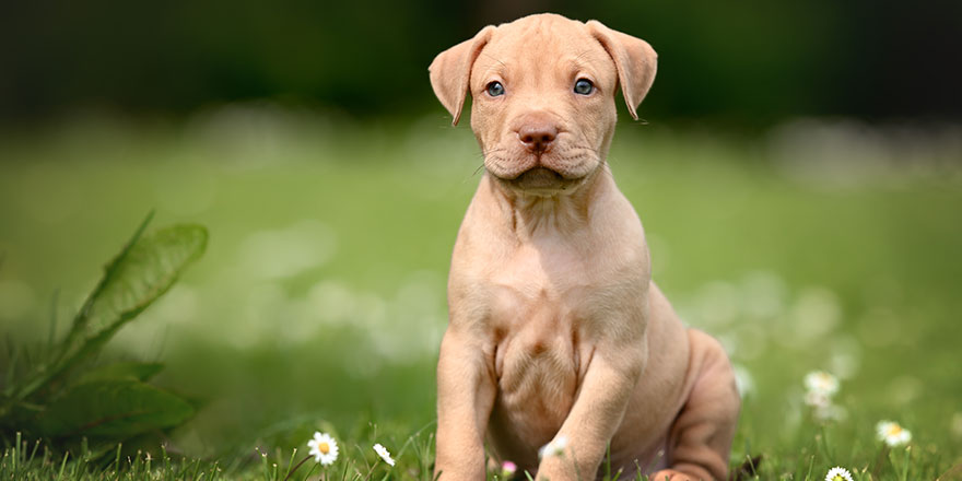 adorable pit bull puppy sitting outdoors in summer
