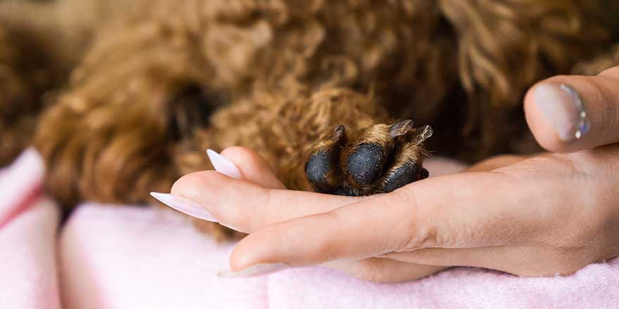 an apricot poodle paw in woman's hands with french nails and glitter. Dog and girl holding hands
