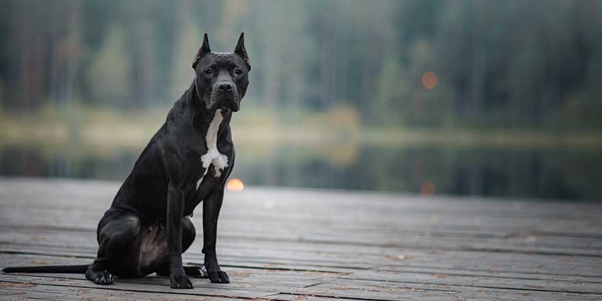 black dog runs on the sand. pit bull terrier on the beach. Athletic, healthy pet