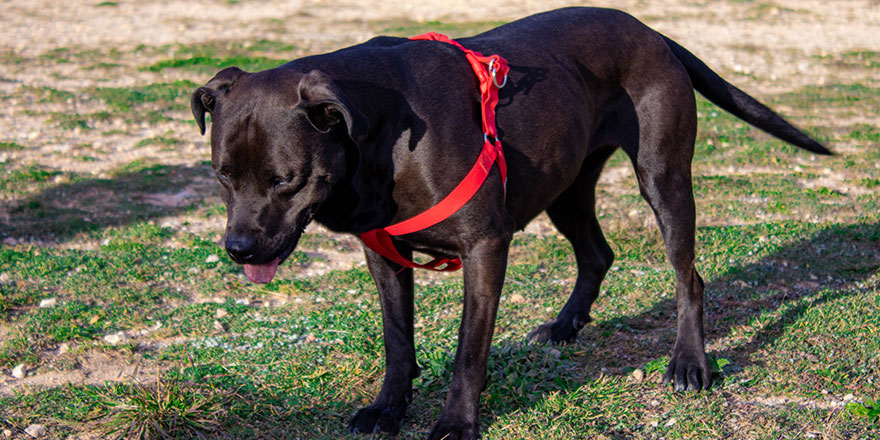 black pitbull dog with red harness in the field in the morning
