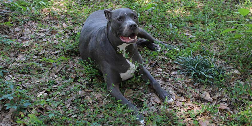 blue pitbull, labrador retriever mix dog laying in grass smiling