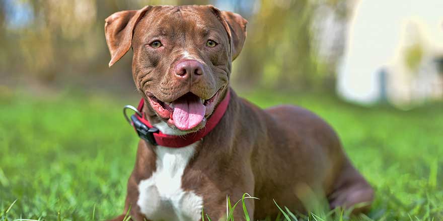 brown pit bull terrier with not cropped ears