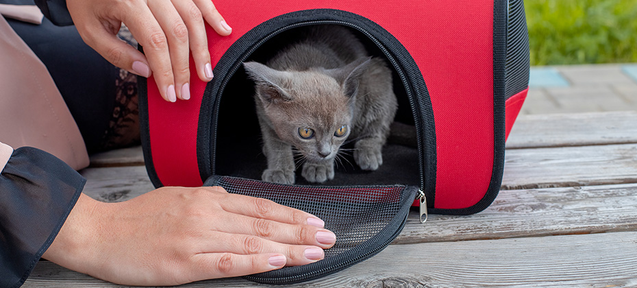 cat in a special plastic cage carrier